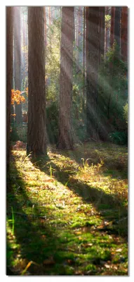 Produktbild von Wallario selbstklebende Türtapete 100 x 220 cm - Sonnenstrahlen im Herbstwald - Abwischbar, rückstandsfrei zu entfernen