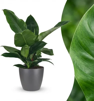 Image de Green boutiQ - Plante d'intérieur - Philodendron - Philodendron Imperial Green - Vert - Peu d'entretien - 1 plante - avec pot gris - Pot 19 cm - Hauteur 65 cm