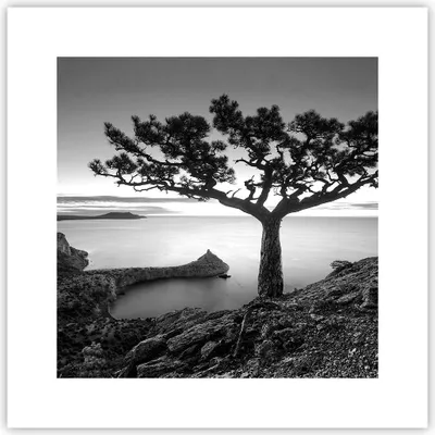 Produktbild von Poster - Poster ohne Rahmen - Baum Schwarzweiß Ansicht - 30x30 cm - Wand Bild - Wanddeko - Wandbilder - Kunstposter - Wandposter - Bilder - Kunstdruck - Wanddekoration - Wandbild - P2XAC30x30-4297