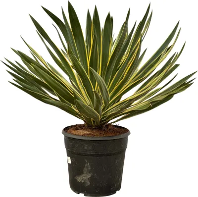 Zdjęcie produktu dla Trendyplants special - Yucca Gloriosa Variegata - Roślina ogrodowa - Wysokość 70-90 cm - Rozmiar doniczki Ø30cm