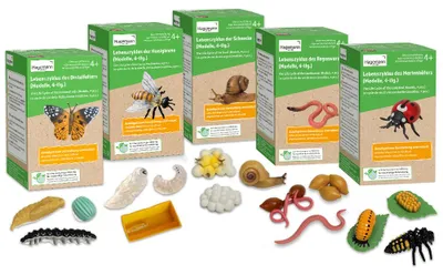 Produktbild von TimeTEX Set Lebenszyklus-Modell "Insekten & Co.", 20-tlg.