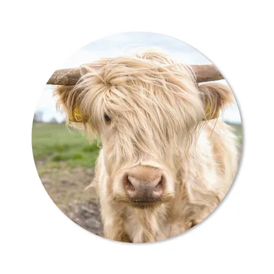 Produktbild von MuchoWow® Mauspad Mousepad Schottische Highlander - Licht - Landschaft 30x30 cm - Mousepads - Maus Mat - Pad - Mausunterlage - Tischunterlage - Schreibtischmatten