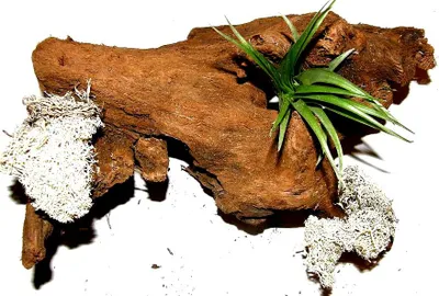 Produktbild von 1 Wurzel bepflanzt mit einer Tillandsie und weissem Dekomoos, Terrarium