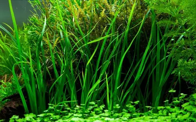 Produktbild von Aquarium Pflanze Cyperus helferi Wasserpflanzen Aquascaping AquaOne Topf Nr.333A