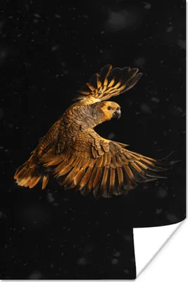 Produktbild von MuchoWow® Poster Papagei - Vogel - Orange 20x30 cm - Papierdruck