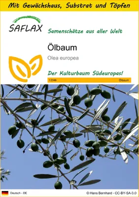 Produktbild von SAFLAX Anzucht Set - Ölbaum - Olea europea - 20 Samen - Mit Mini-Gewächshaus, Anzuchtsubstrat und 2 Töpfen