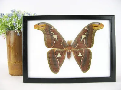 Productafbeelding van Geprepareerde Vlinder - Grote Vlinder - Decoratie Ophangen - Handgemaakte Lijst - 28 x 20 cm - Zwart