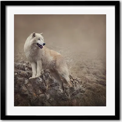 Produktbild von Bild - 50 cm x 50 cm - MDF - Rahmen, Wandkunst - Weißer Wolf auf dem Felsen