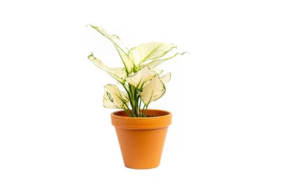 Obrázok produktu pre Gardners Aglaonema White Joy, priemer 12 cm