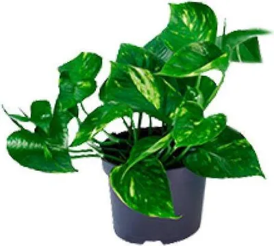Produktbild von Efeutute Epipremnum aureum Ø12cm 20cm luftreinigende Zimmerpflanze pflegeleicht