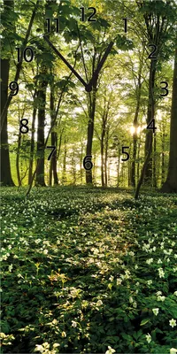 Produktbild von Wallario Design Wanduhr bedruckt, Größe 30 x 60 cm, Motiv: Waldanemonen und Sonnenstrahlen im Wald