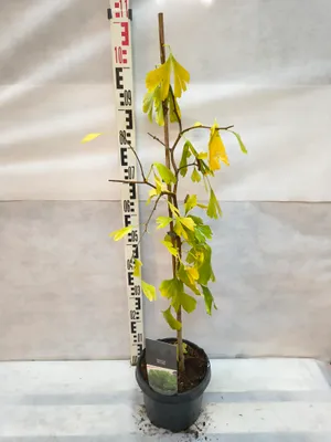 Produktbild von Ginkgo biloba Fächerblattbaum Pflanze 100–120 cm im Topf lebendes Fossil