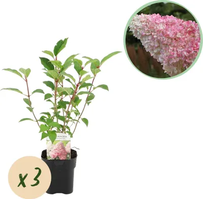 Obrázok produktu pre Hortenzie paniculata Hydrangea panniculata Vanille Fraise, kvety bielo-ružové, 3 rastliny
