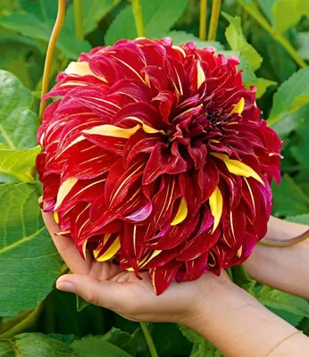 Produktbild von BALDUR Garten 2x Dahlie 'Bohemian Spartacus', Knollen in Größe I, riesige Blütengröße, karminrote Blüten mit goldgelben Einschlüssen, pflegeleicht, mehrjährig, ideal für Beete & Rabatten