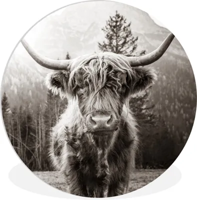 Produktbild von MuchoWow® Rundes Wandbild - Runde Bilder Schottischer Highlander - Tiere - Schwarz - Weiß Ø 60 cm Kreis Wanddekoration Kunststoff - Wandkreis - Wandschmuck - Wand Kreis - Das Schlafzimmer - Die Bilder - Wandmalerei - Kunst für das Haus - das Plastik