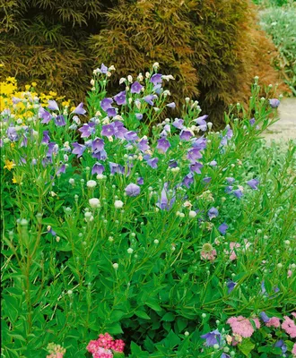 Zdjęcie produktu dla Platycodon grandiflorus 'Mariesii', kwiat balonowy, niebieski, doniczka ok. 9x9 cm