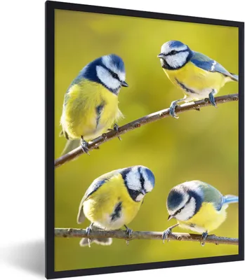 Produktbild von MuchoWow® Gerahmtes Poster Vogel - Blaumeise - Äste - Sonne 60x80 cm - Poster mit Schwarzem Bilderrahmen Wandposter Rahmen Foto Bilder - Premium - Wanddeko Wohnzimmer