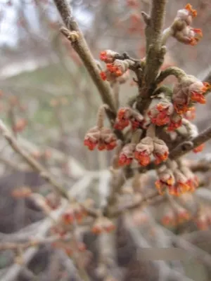 Produktbild von Hamamelis vernalis Quasimodo - Frühlingszaubernuss - 40-60