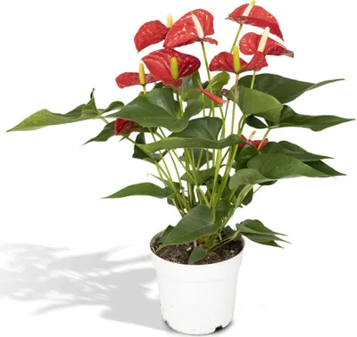 Produktbild von Hello Plants Anthurium Rot Flamingopflanze - Ø 17 cm Topf - Höhe: 55 cm