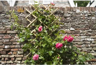 Image de Treillis Extensible Bambou, 45 x 180 cm, Décoration Jardin, Palissage Plantes Grimpantes