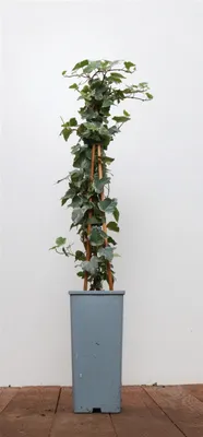 Produktbild von Hedera helix 'Eva', Efeu, grün-gelb, 40–60 cm