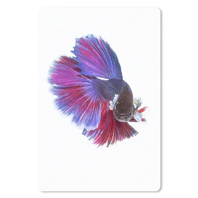 Produktbild von MuchoWow® Mauspad Mousepad Fische - Meerestiere - Schwanz 40x60 cm - Mousepads - Maus Mat - Pad - Mausunterlage - Schreibtisch Accesoire