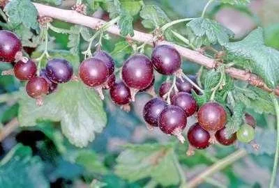 Produktbild von Ribes 'Josta(berry)' - Jostabeere | 25 cm im topf