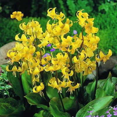 Obrázok produktu pre Stojan pre psov - 10 x Erythronium Pagoda