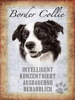 Produktbild von vianmo Holzschild 40x30 cm Border Collie Hund