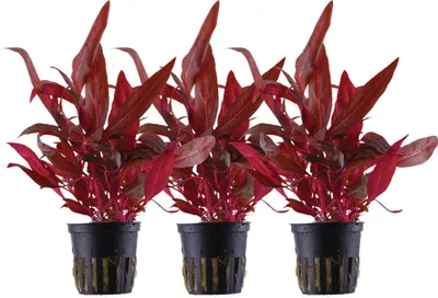 Produktbild von Aquarium Pflanze 3 Stück Alternanthera reineckii Rosanervig AquaOne Nr.323D Set