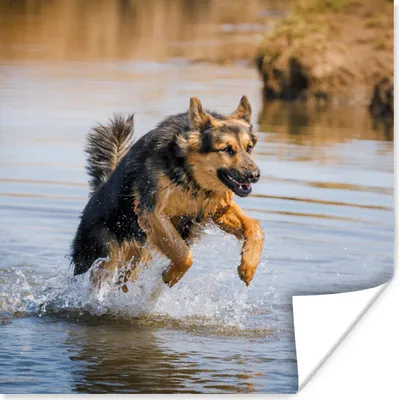 Produktbild von MuchoWow® Poster Ein Deutscher Schäferhund spielt im Wasser 75x75 cm - Wand Dekoration