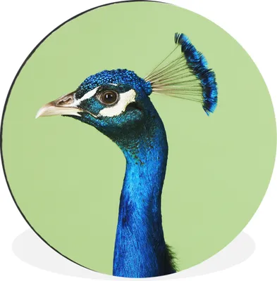Produktbild von MuchoWow® Aluminium Wandkreis Pfau - Vogel - Federn Ø 30 cm Wanddeko Modern Wohnzimmer - Wand Bild - Wohnzimmer - Runde Bilder - Alubilder - Kunst für zu Hause - Aluminium - Wanddekoration