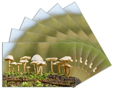 Produktbild von Wallario Frühstücksbrettchen 6er Set aus Glas, je 14 x 23 cm, mit rutschfesten Füßen, Motiv Pilze auf Baumstamm