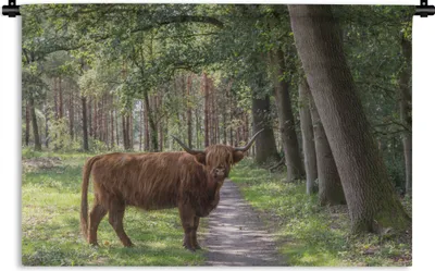 Produktbild von MuchoWow® Wandteppich Wandbehang Wald - Schottischer Highlander - Licht 60x40 cm Tapisserie Dekoration Wandtuch - Wanddekorationen