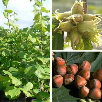 Produktbild von Webbs Preisnuss Haselnuss - Topfballen (Versandzeit: ganzjährig)
