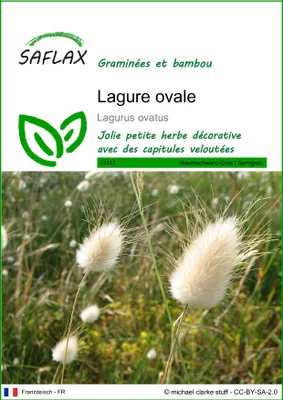 Image de SAFLAX  - Lagure ovale - 100 graines - Lagurus