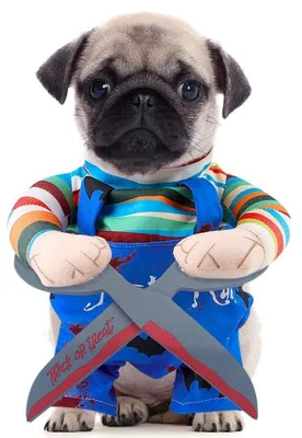 Produktbild von Omgoods – Halloween-Kostüme für Hunde und Katzen – Kreative Cosplay-Kleidung