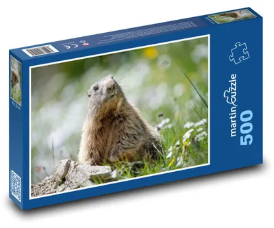 Obrázok produktu pre martinpuzzle – Puzzle 500 – Svišt