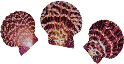 Produktbild von Echte Muschel Pecten pallium 5-6 cm, 3er Set
