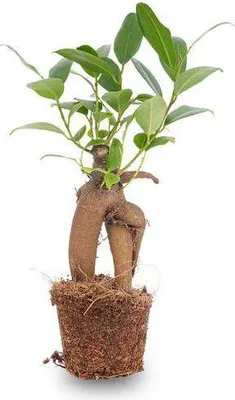 Zdjęcie produktu dla Chinska figowca Ficus Ginseng - bonsai, roslina doniczkowa Microcarpa, srednica