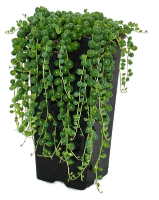 Produktbild von Grüne Erbsen – Senecio rowleyanus, 14-cm-Topf