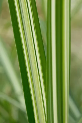 Produktbild von Miscanthus sinensis 'Silberwolke', Chinaschilf, 3-5 Liter Container