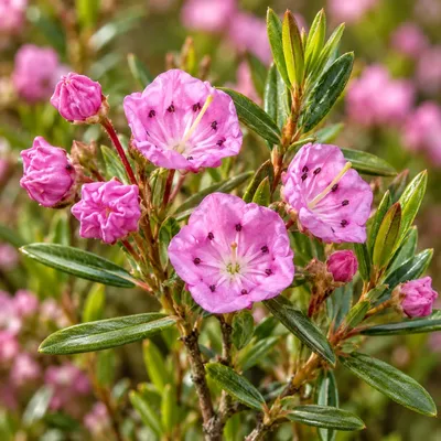 Imagen del producto de Conjunto de 3 arbustos de kalmia (Kalmia polifolia 'Newfoundland') – altura de 15 cm – tamaño de maceta: 9 cm