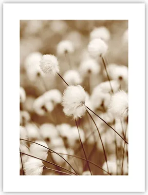 Produktbild von Poster - Poster ohne Rahmen - Baumwolle Boho Wollig - 30x40 cm - Wand Bild - Wanddeko - Wandbilder - Kunstposter - Wandposter - Bilder - Kunstdruck - Wanddekoration - Wandbild - P2XPA30x40-4850