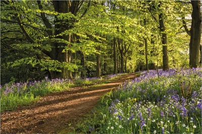 Produktbild von Wallario Poster - Blaues Hasenglöckchen im Sommerwald, Kunstdruck Größe: 100 x 150 cm