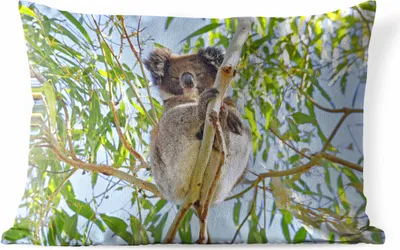 Produktbild von MuchoWow® Outdoor Kissen - Koala - Luft - Kinder - Jungen - Mädchen - 60x40 cm - Wetterfest - Lounge Kissen - Zierkissen - Kissen für Innenräume
