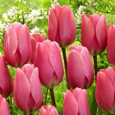 Obrázok produktu pre Tulipány Cibuľky Cibuľky Kvety Obrovský tulipán Veľká láska 5 ks.