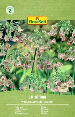 Produktbild von Blumenzwiebel Zierlauch FloraSelf ' Siculum ' 10 Stück