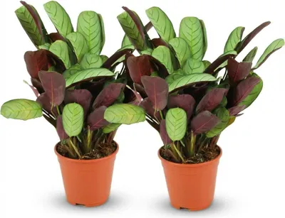 Immagine prodotto di Ctenanthe Amagris – 2 piante – Ø 14 cm – Altezza 25-35 cm – Pianta della preghiera con fogliame grigio-verde – Pianta da appartamento che predilige l'umidità