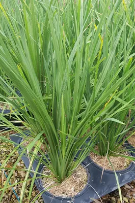 Image de Cordyline indivisa